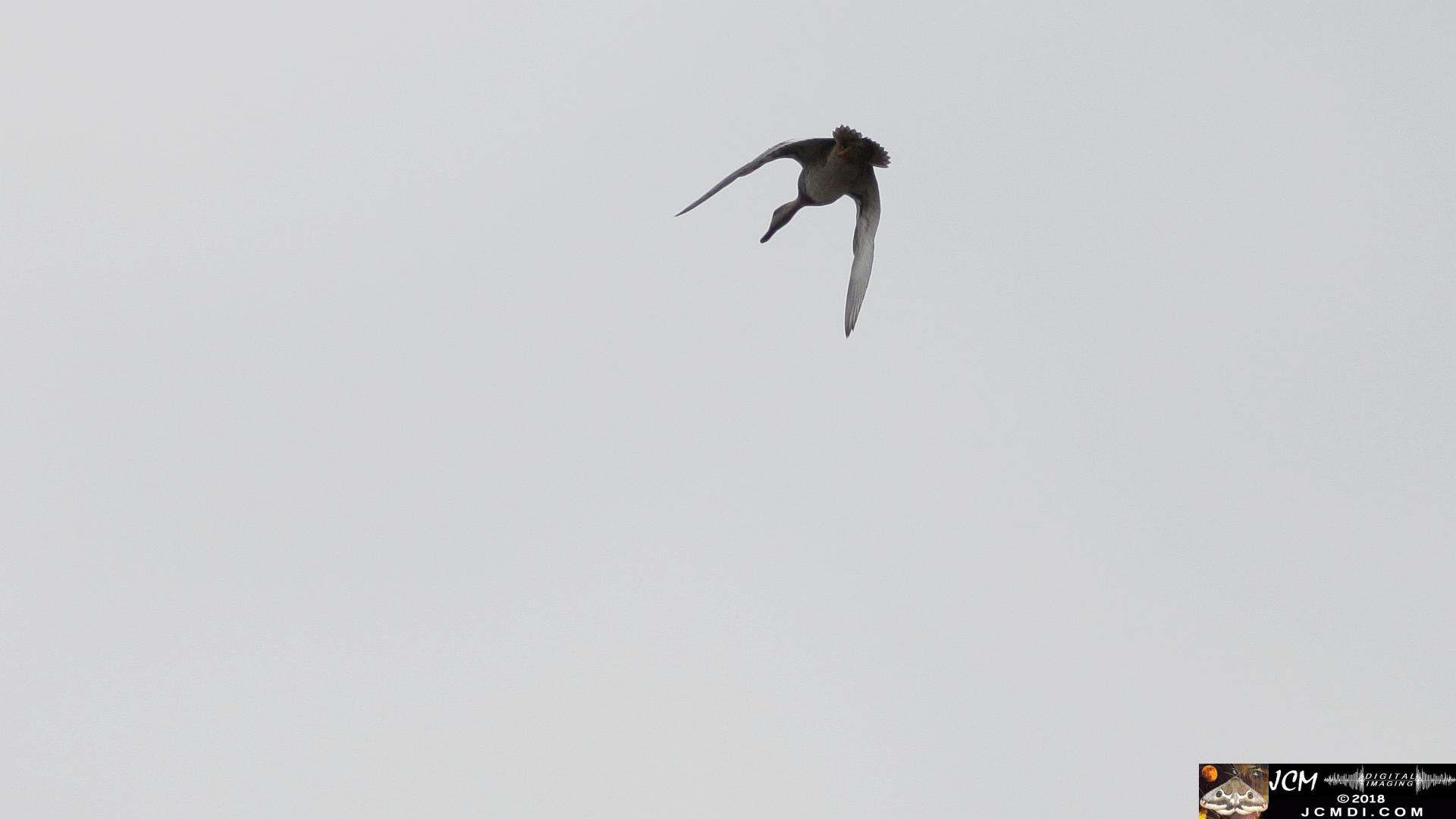 A Duck in flight at Bridgeport in Saugus, CA